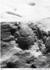 Historisches Foto von Decapoda indet. (NHMW-AFW-GEO-BACHMAYER-FOTO-1990-0041-2054)